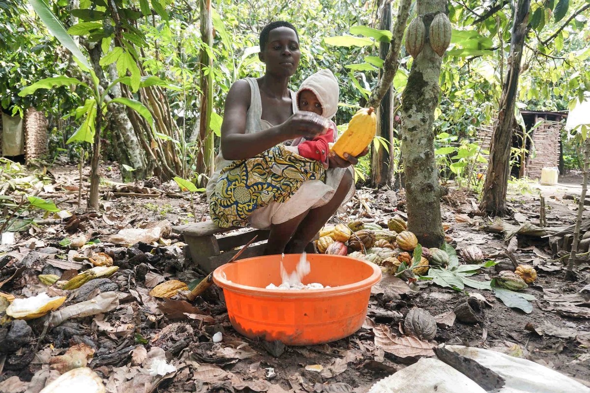 A photograph of farmer extracting cocoa seeds from the cocoa fruit taken during an agro tour in Bundibugyo located in Western Uganda