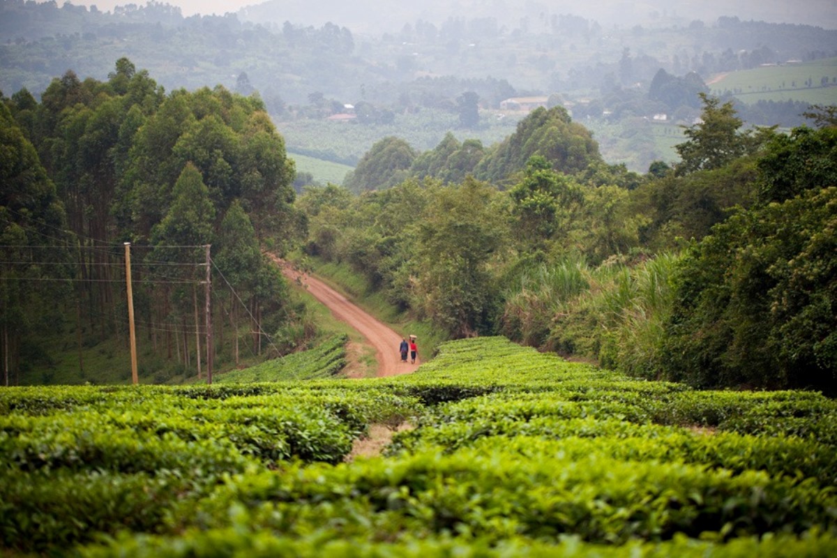 A photograph of tea plantations taken during a tea experience tour in Western Uganda.