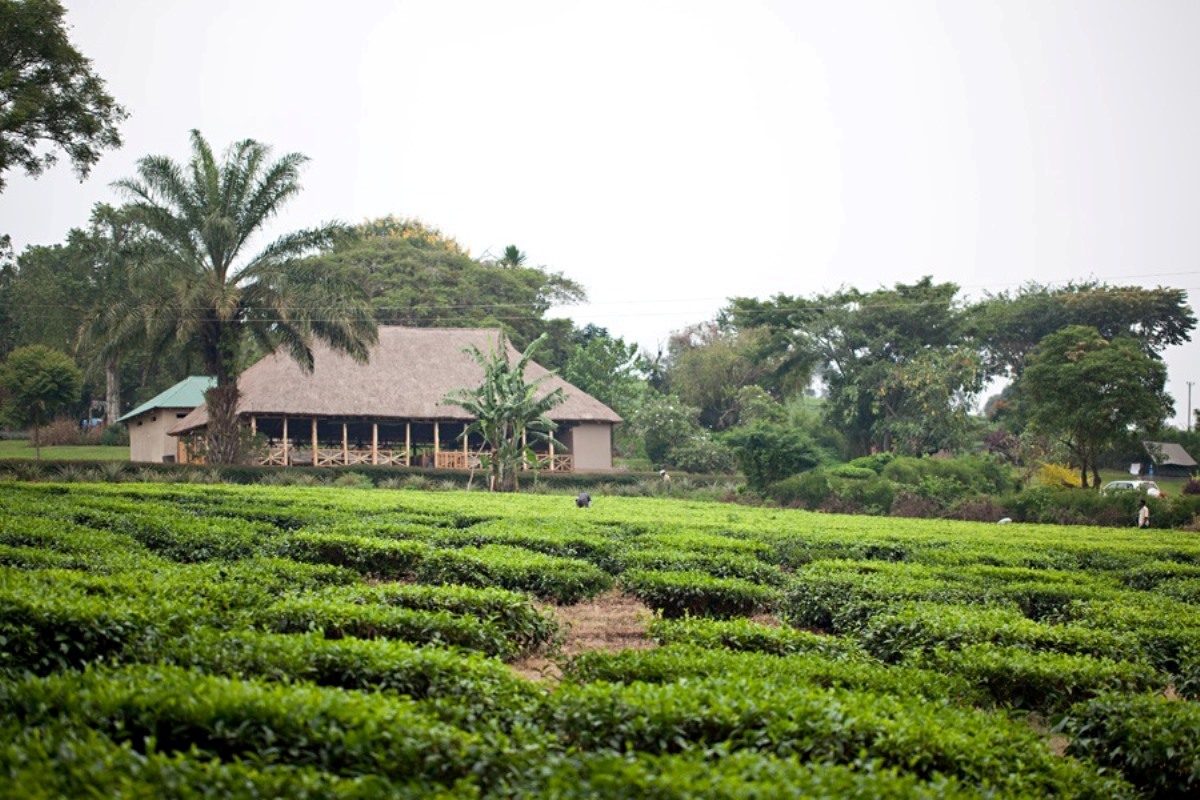 A photograph of tea plantations taken during a tea experience tour in Western Uganda.