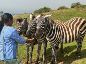 Photograph of a tourist feeding zebras taken during a wildlife experience to CTC Conservation Centre in Butambala, Uganda