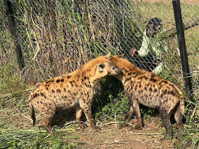 A photograph of a pair of hyenas taken during a wildlife experience to CTC Conservation Centre in Butambala, Uganda