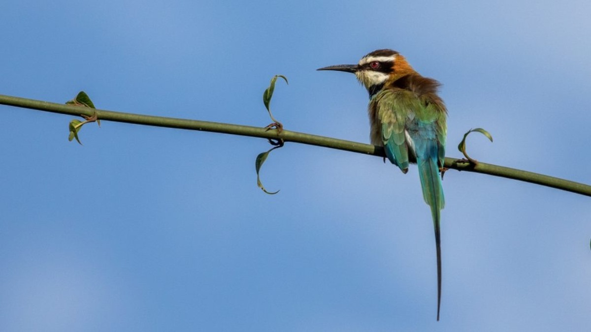 A photograph of a Bee-eater taken during a birdwatching tour in Mabamba Swamp located on the Northern Shores of Lake Victoria, Uganda