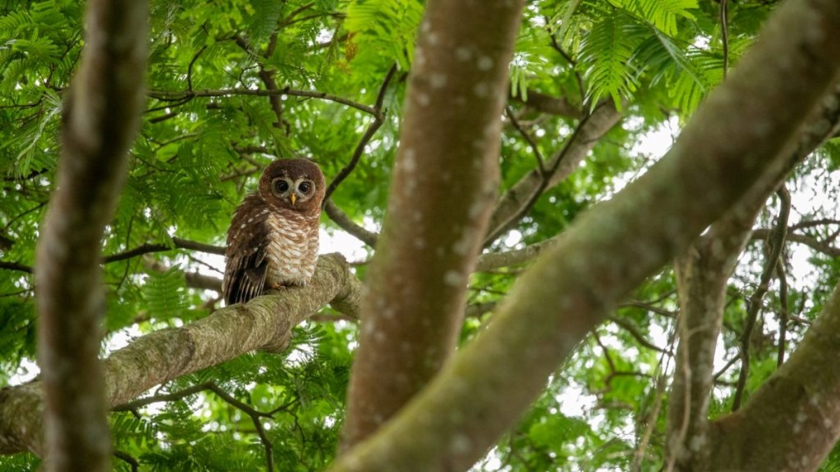 A photograph of an owl taken during a birdwatching tour in Mabamba Swamp located on the Northern Shores of Lake Victoria, Uganda