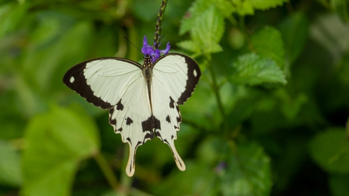 A photograph of a Mocker swallowtail butterfly taken during a butterfly tour in Mabamba Swamp located on the Northern Shores of Lake Victoria, Uganda