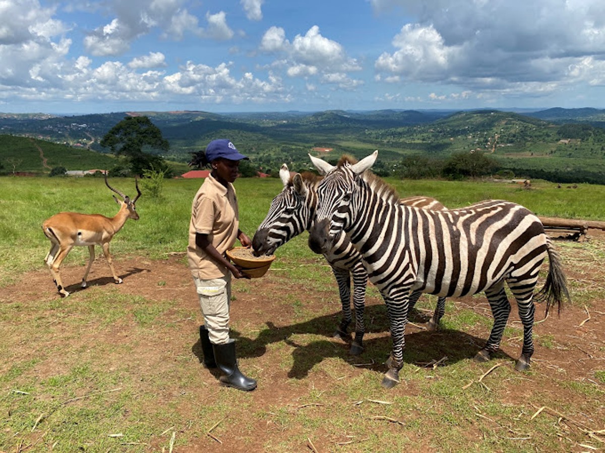 A photograph of a tourist feeding a pair zebras taken during a wildlife experience to CTC Conservation Centre in Butambala, Uganda