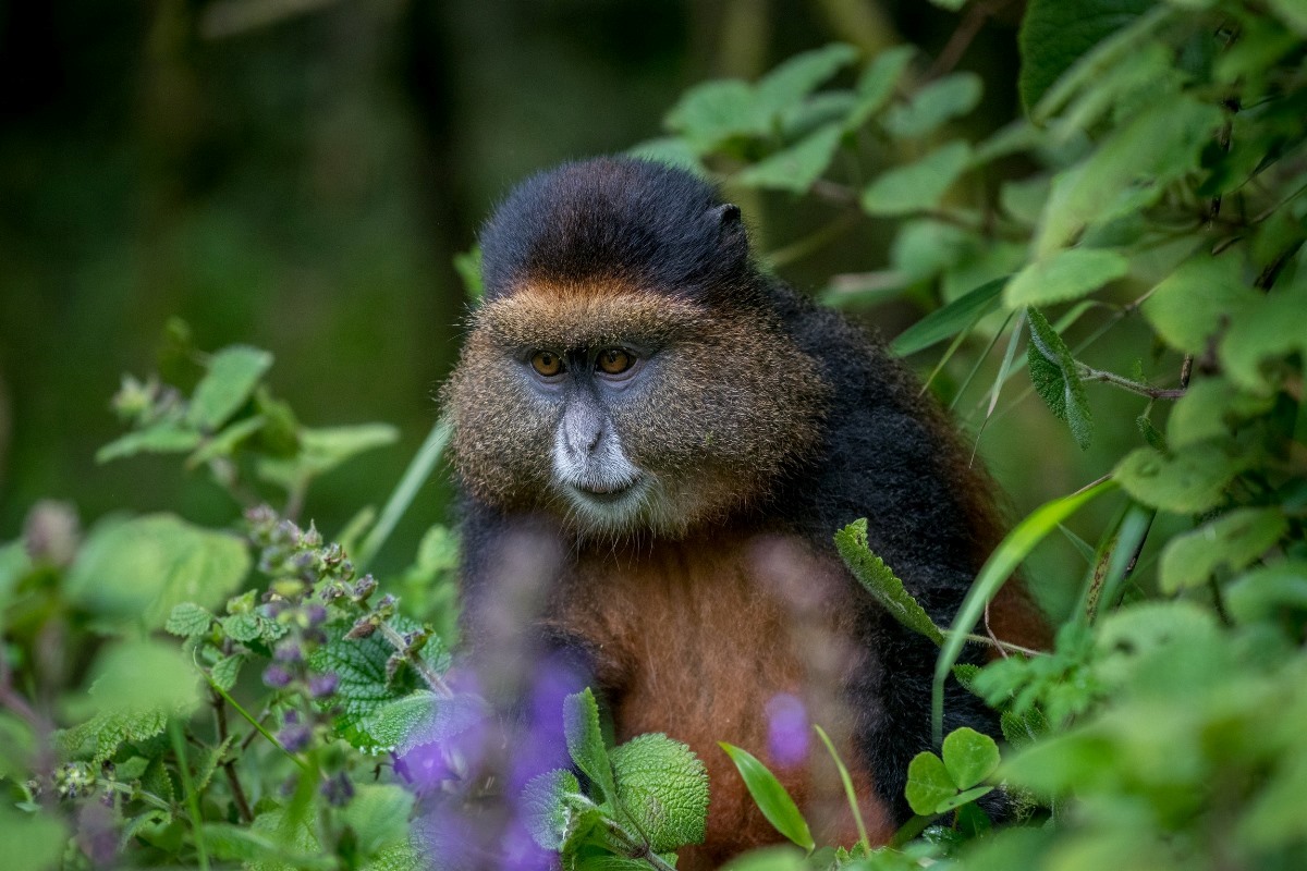 A photograph of a golden monkey taken during a nature hiking tour around Lake Mutanda in Western Uganda.