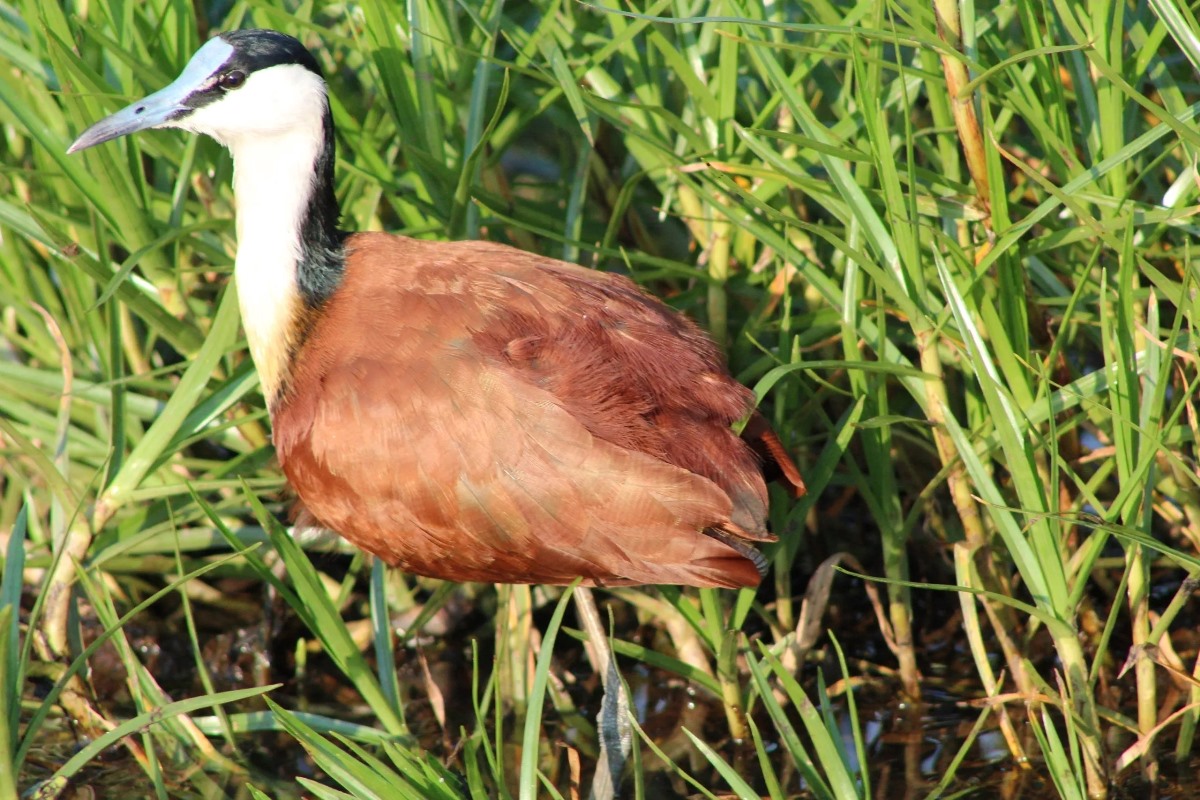 A photograph of an African Jacana taken during a birdwatching tour in Mabamba Swamp located on the Northern Shores of Lake Victoria, Uganda