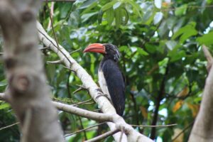 A photograph of a Crowned Hornbill taken during a birdwatching tour in Mabamba Swamp located on the Northern Shores of Lake Victoria, Uganda.