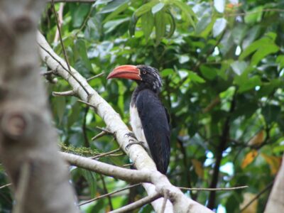 A photograph of a Crowned Hornbill taken during a birdwatching tour in Mabamba Swamp located on the Northern Shores of Lake Victoria, Uganda.