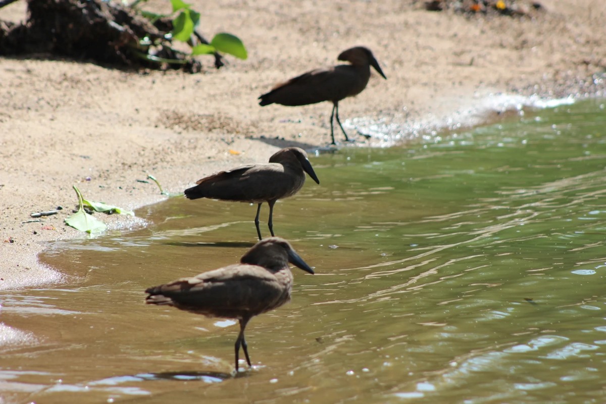 A photograph of three Hamerkops taken during a birdwatching tour in Mabamba Swamp located on the Northern Shores of Lake Victoria, Uganda.