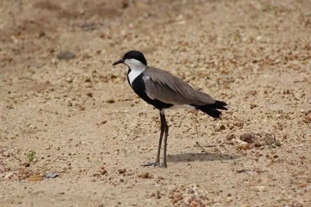 A photograph of a Spur-winged lapwing taken during a birdwatching tour in Mabamba Swamp located on the Northern Shores of Lake Victoria, Uganda