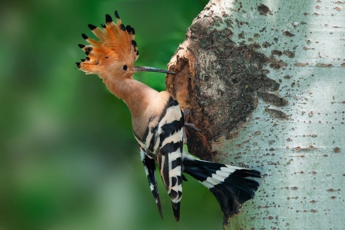 A photograph of a Hoopoe pecking a tree taken during a birdwatching tour in the areas around Lake Albert located on the border of Uganda and Democratic Republic of Congo