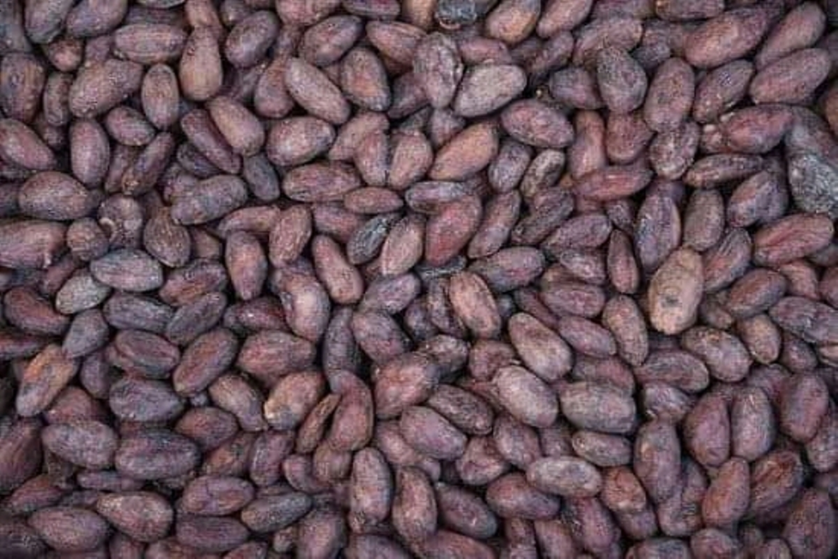 A photograph of cocoa seeds taken at Kakogha Cocoa Agronomists farm during an agro tour in Bundibugyo in Western Uganda