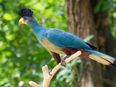 A photograph of the great blue turaco taken during a birdwatching tour in Maramagambo forest in Western Uganda