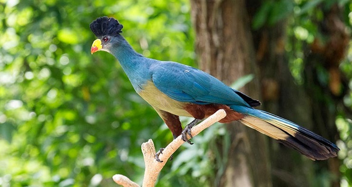 A photograph of the great blue turaco taken during a birdwatching tour in Maramagambo forest in Western Uganda