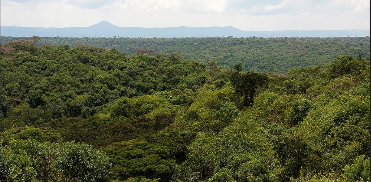 A photograph of the forest view of Maramagambo forest taken during a nature walking tour in Maramagambo forest in Western Uganda