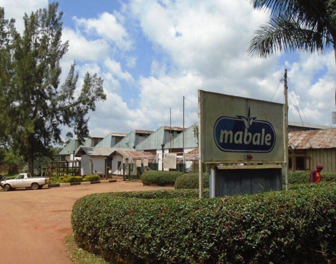 A photograph showing the Mabale Growers Tea Factory Signpost taken during a tea experience tour to Western Uganda