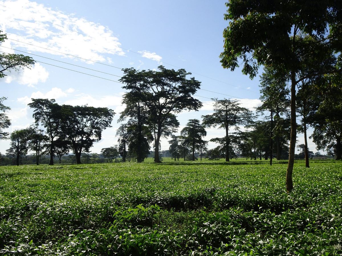 A photograph showing the Mabale Growers Tea plantations taken during a tea experience tour to Western Uganda