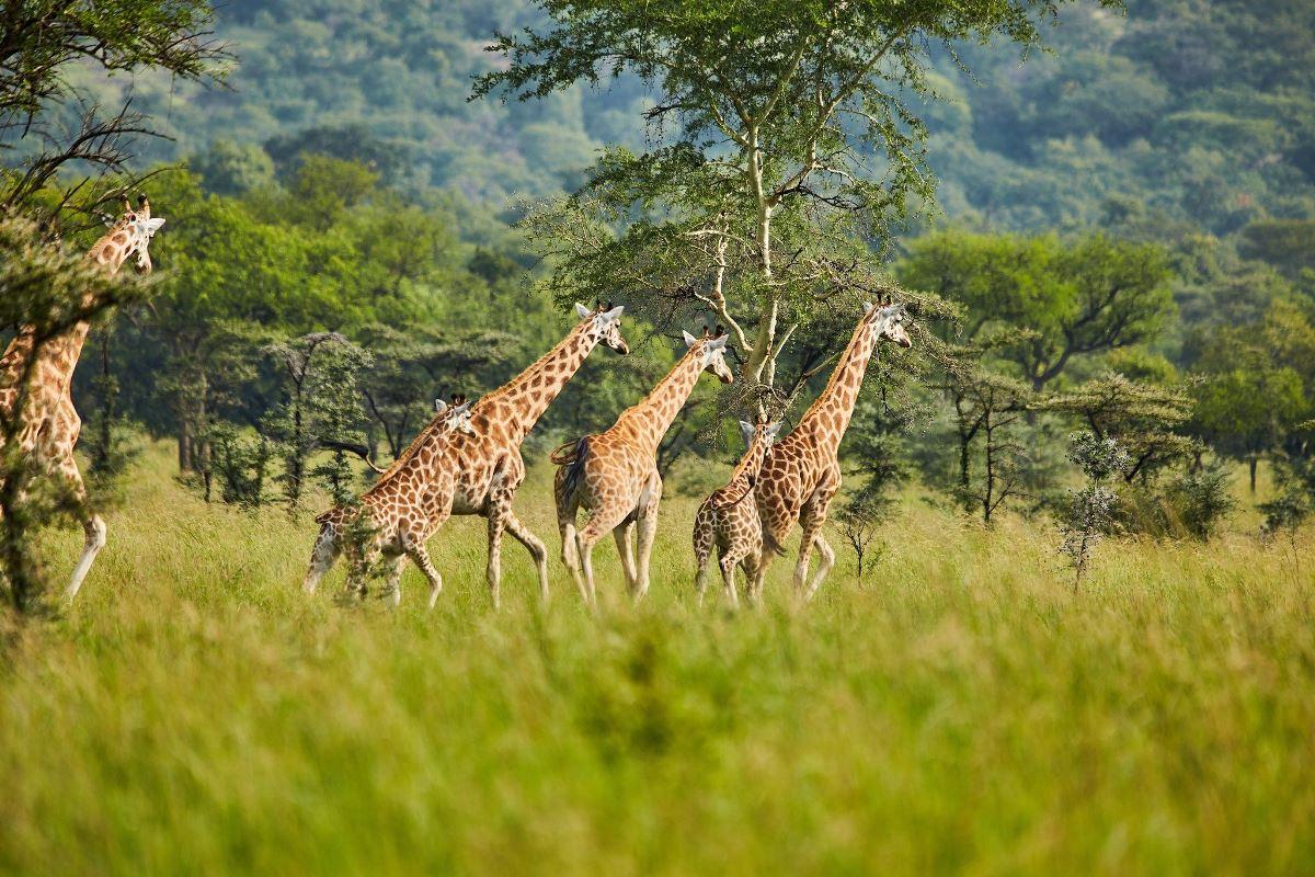 A photograph of a group of giraffes captured during a safari game drive in Pian Upe Game Reserve in North Eastern Uganda