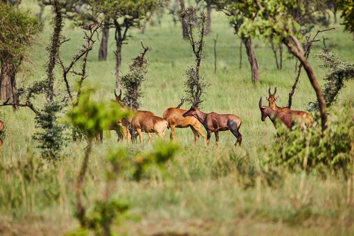 A photograph of a group of Jackson Hartebeests captured during a safari game drive in Pian Upe Game Reserve in North Eastern Uganda