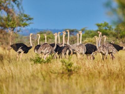 A photograph of a group of ostriches captured during a safari game drive in Pian Upe Game Reserve in North Eastern Uganda