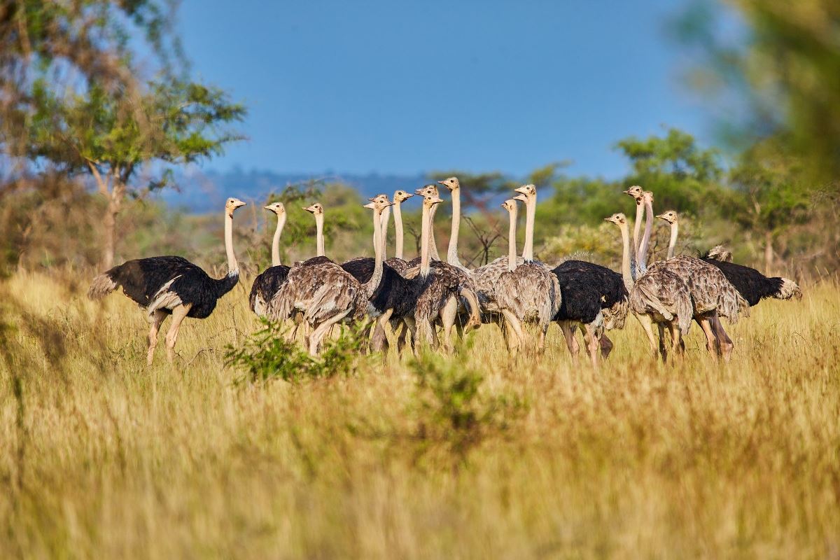 A photograph of a group of ostriches captured during a safari game drive in Pian Upe Game Reserve in North Eastern Uganda