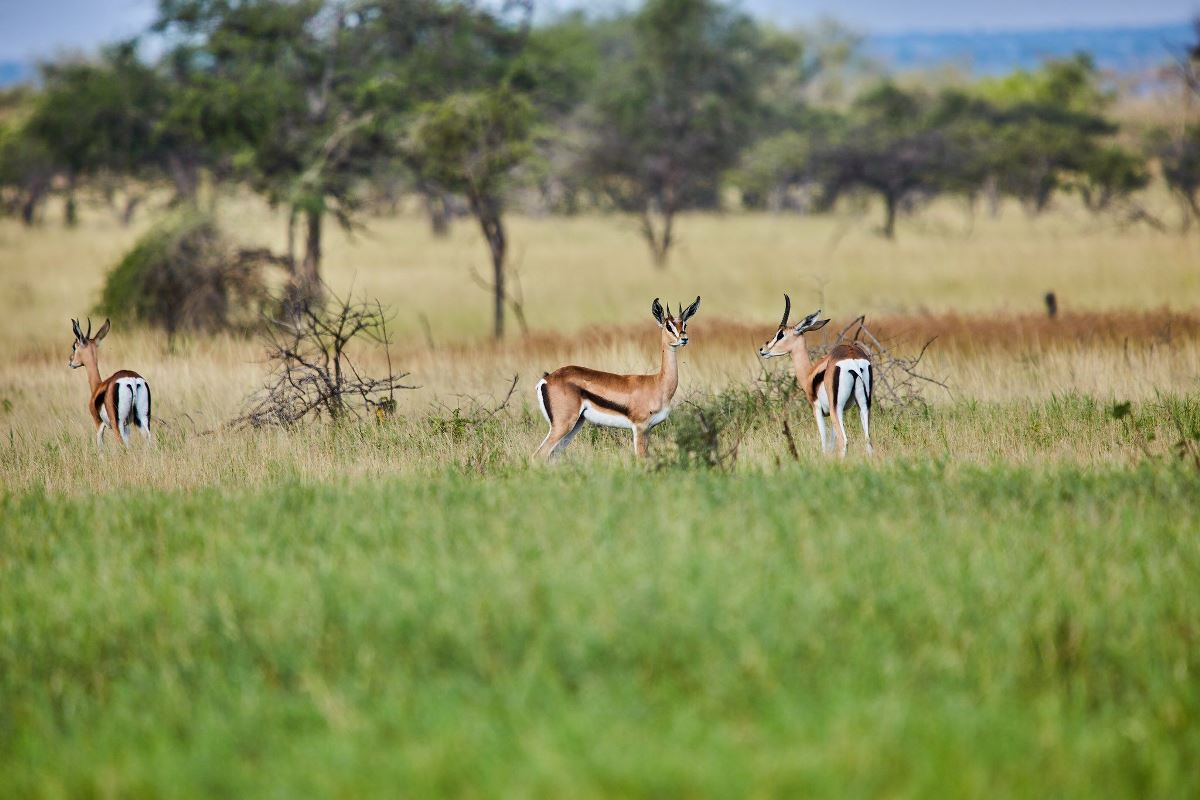 A photograph of three spingboks captured during a safari game drive in Pian Upe Game Reserve in North Eastern Uganda