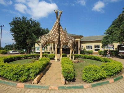 A photograph of a sculpture of a pair of giraffes taken during a wildlife tour to the Uganda Wildlife Conservation Education Centre in Entebbe, Uganda