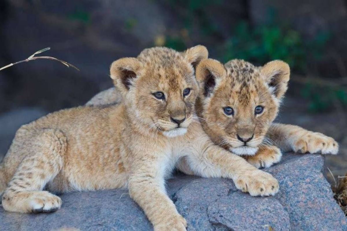 A photograph of a pair of cubs taken during a wildlife safari tour in the Uganda Wildlife Conservation Education Centre in Entebbe, Central Uganda