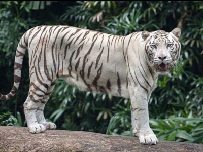 A photograph of a stunning male White Bengal tiger taken during a wildlife safari tour at Uganda Wildlife Conservation Education Centre in Entebbe, Central Uganda