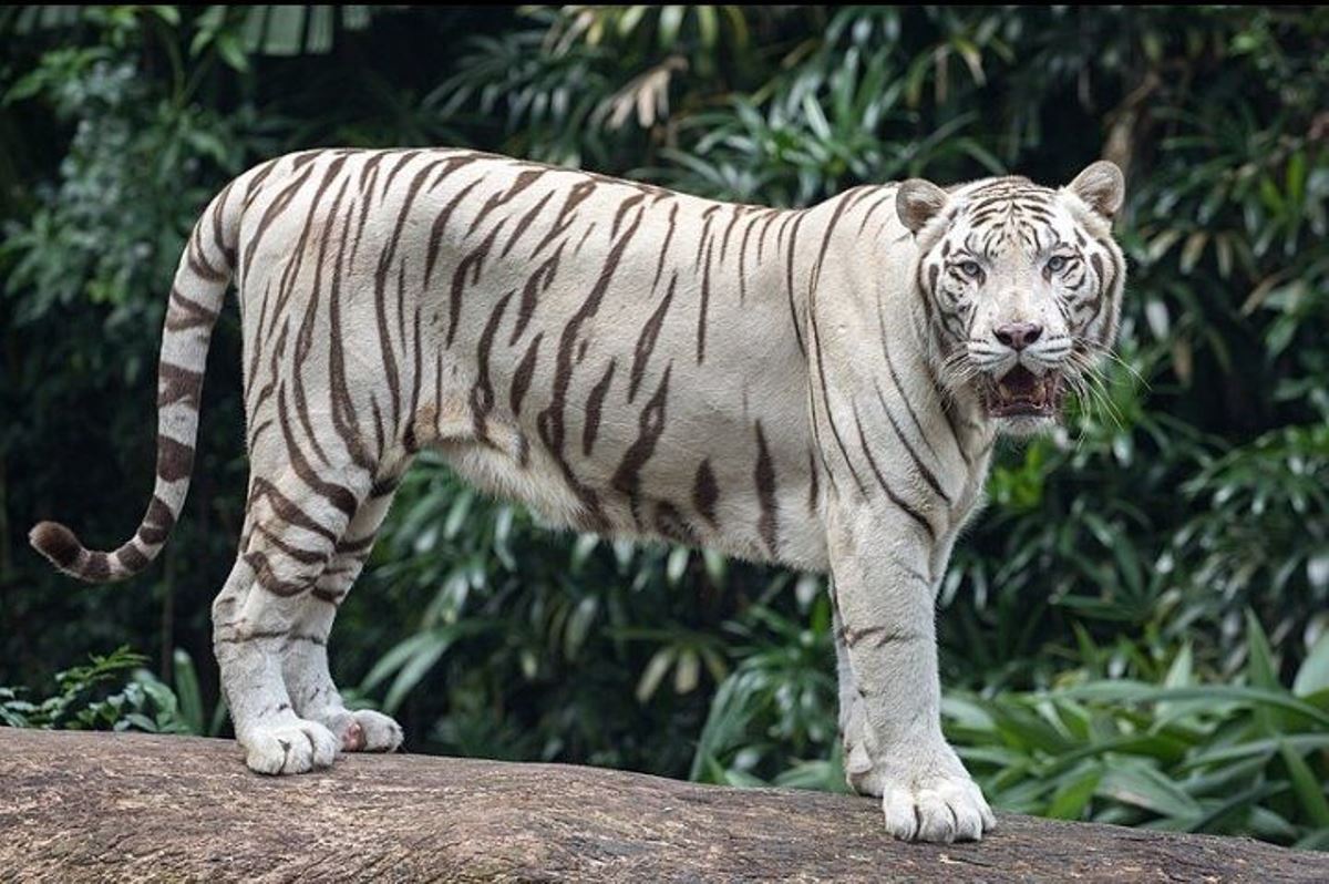 A photograph of a stunning male White Bengal tiger taken during a wildlife safari tour at Uganda Wildlife Conservation Education Centre in Entebbe, Central Uganda