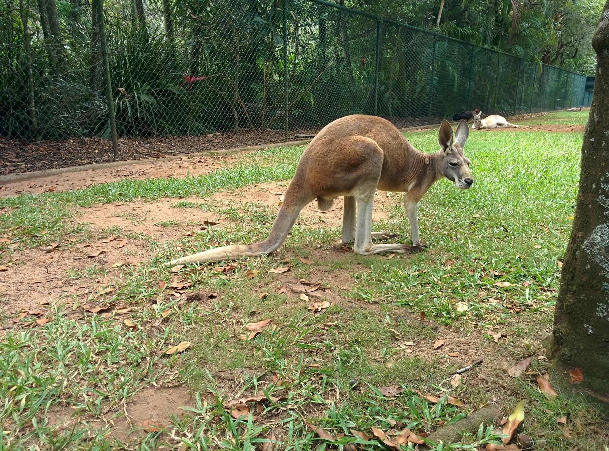 A photograph of a kangaroo taken during a wildlife education tour at Uganda Wildlife Conservation Education Centre in Entebbe, Central Uganda