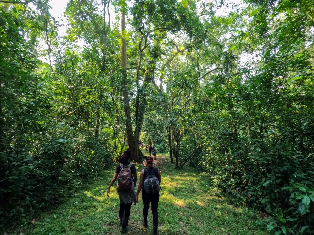 A photograph taken during a forest trail in Mpanga Forest in Mpigi, Central Uganda