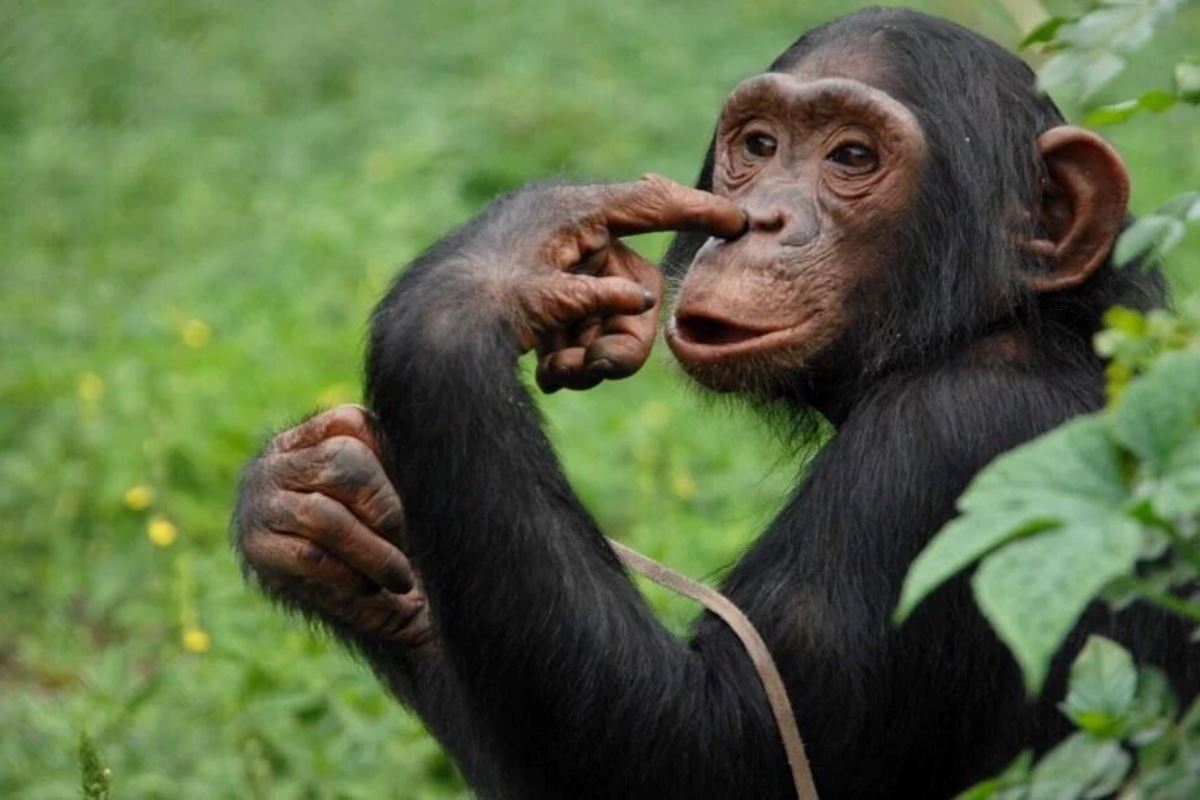 A photograph of a chimpanzee taken during a chimpanzee experience on Ngamba Island in Central Uganda