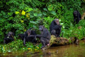 Photograph of a group of chimpanzees taken during a chimpanzee experience on Ngamba Island in Central Uganda