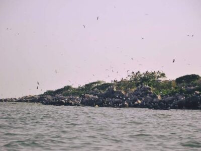 A photograph of birds on Musambwa Island taken during the Musambwa Island tour on Lake Victoria in Central Uganda