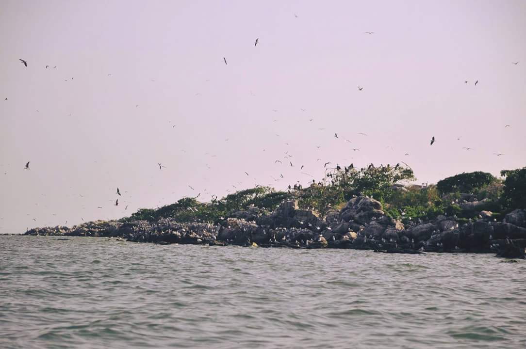 A photograph of birds on Musambwa Island taken during the Musambwa Island tour on Lake Victoria in Central Uganda