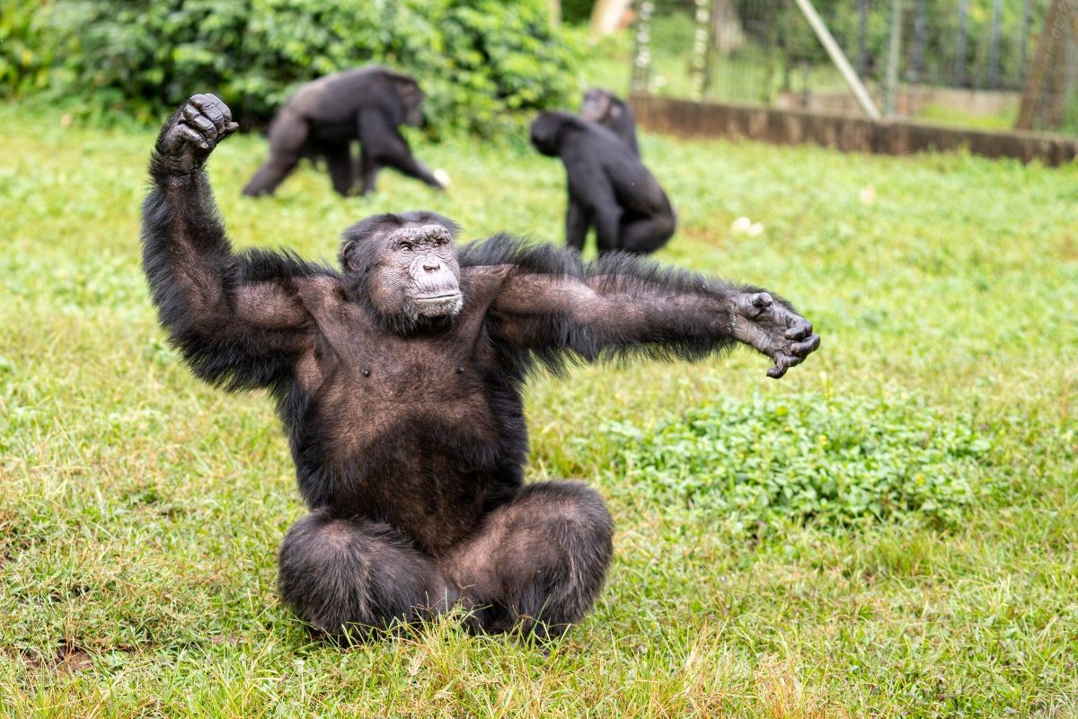 A photograph of a group of chimpanzees taken during a chimpanzee experience on Ngamba Island in Central Uganda