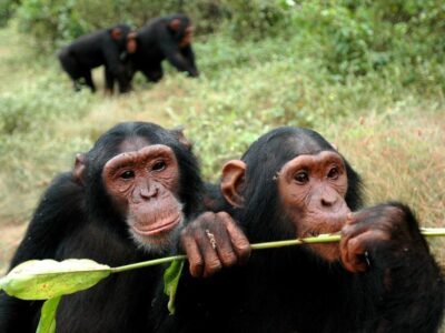 A photograph of a pair of chimpanzees taken during a chimpanzee experience on Ngamba Island in Central Uganda