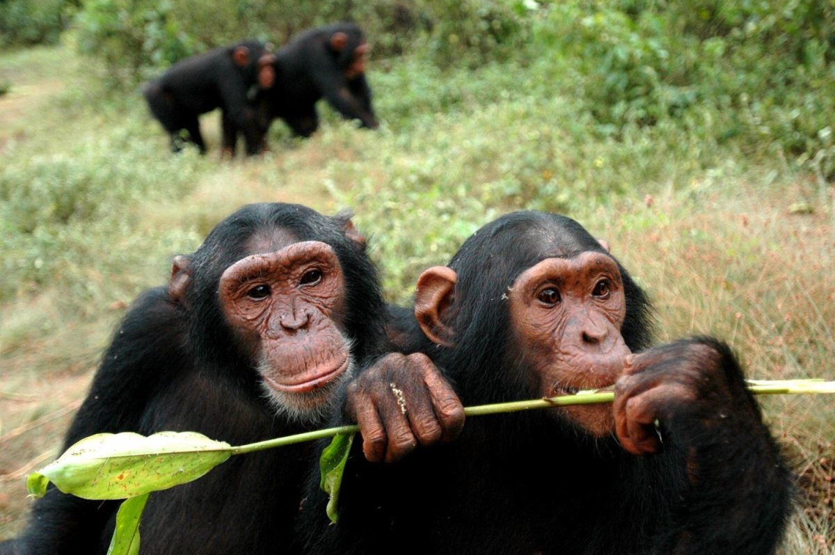 A photograph of a pair of chimpanzees taken during a chimpanzee experience on Ngamba Island in Central Uganda