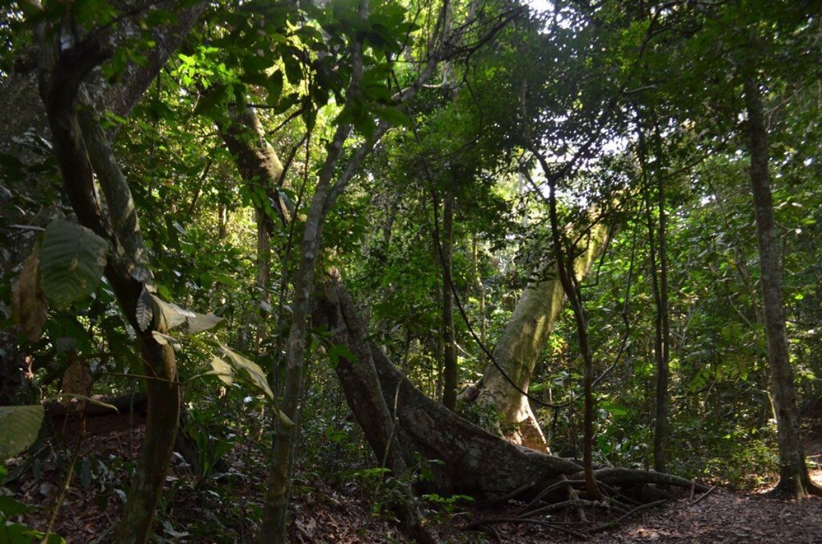 A photograph of trees taken within the in Zika Forest located near Entebbe in Central Uganda during an educational tour