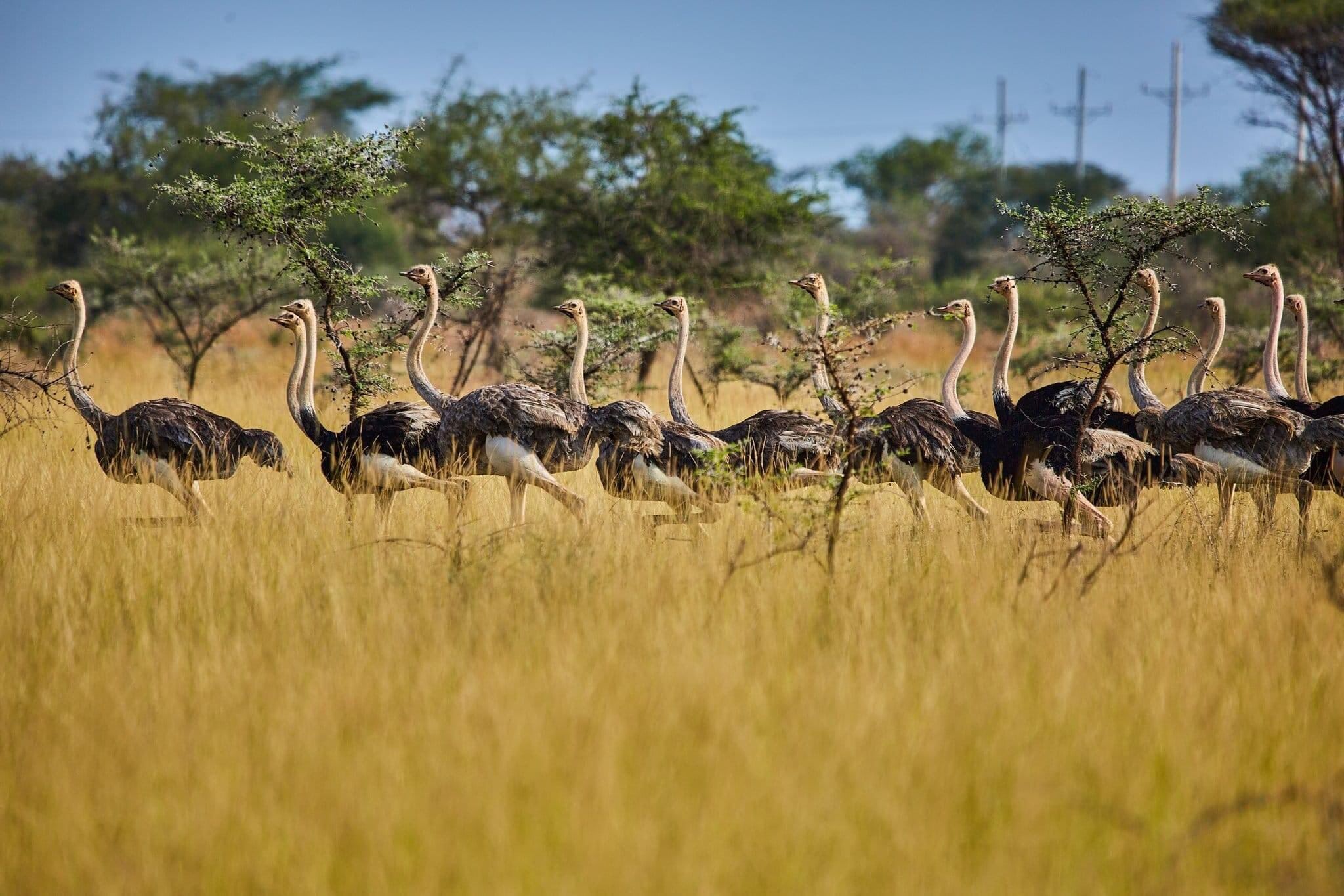 A photograph of a group of ostriches running, captured during a safari game drive in Mathenika Game Reserve in North Eastern Uganda