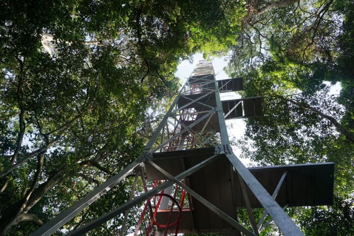 A photograph of the research tower taken during an educational tour in Zika Forest located near Entebbe in Central Uganda