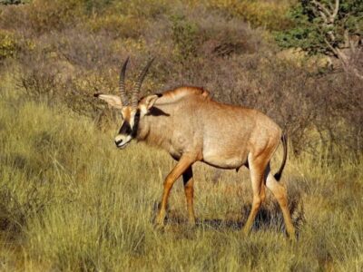 A photograph of a Roan Antelope taken during a wildlife safari drive in Matheniko Game Reserve in North Eastern Uganda