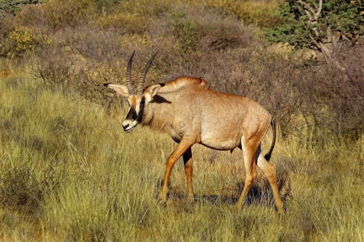 A photograph of a Roan Antelope taken during a wildlife safari drive in Matheniko Game Reserve in North Eastern Uganda