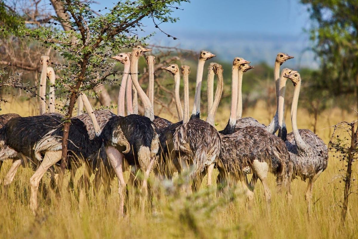 A photograph of a group of ostriches captured during a safari game drive in Mathenika Game Reserve in North Eastern Uganda