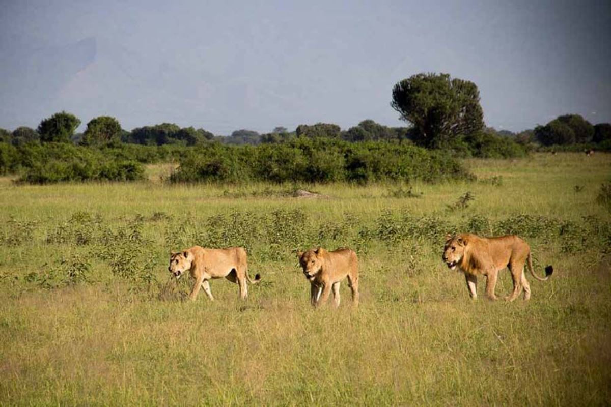 A photograph of a lion and a pair lionesses taken during a wildlife safari drive in Matheniko Game Reserve in North Eastern Uganda.