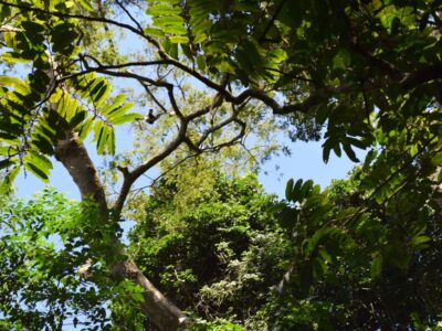 A photograph of tree branches taken within the in Zika Forest located near Entebbe in Central Uganda during an educational tour