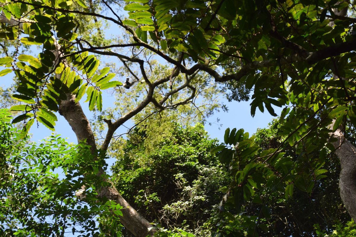 A photograph of tree branches taken within the in Zika Forest located near Entebbe in Central Uganda during an educational tour