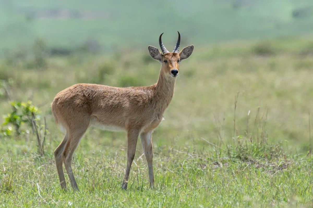 A photograph of a Bohor Reedbuck taken during a wildlife safari drive in Matheniko Game Reserve in North Eastern Uganda